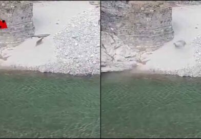 उत्तराखंड: मर्चुला क्रोकोडाइल पॉइंट का वीडियो वायरल, पलभर में मगरमच्छ का निवाला बना काखड़.. देखिये