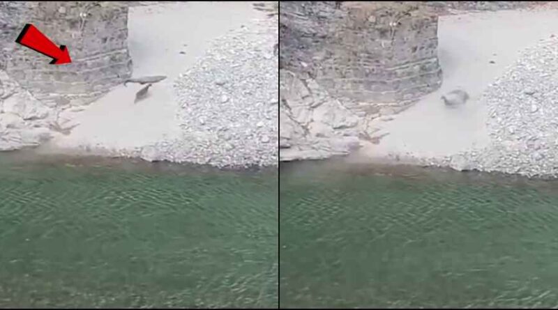उत्तराखंड: मर्चुला क्रोकोडाइल पॉइंट का वीडियो वायरल, पलभर में मगरमच्छ का निवाला बना काखड़.. देखिये